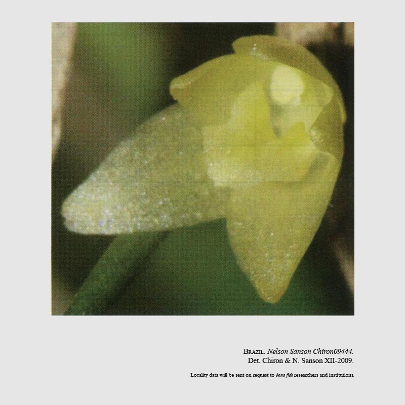 Octomeria sulfurea